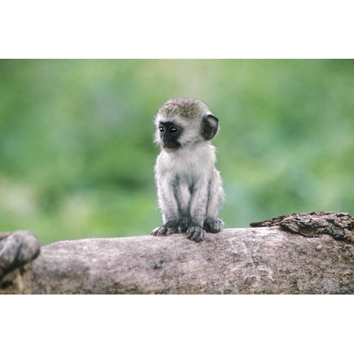 Tanzania, Ngorogoro Crater Vervet monkey baby